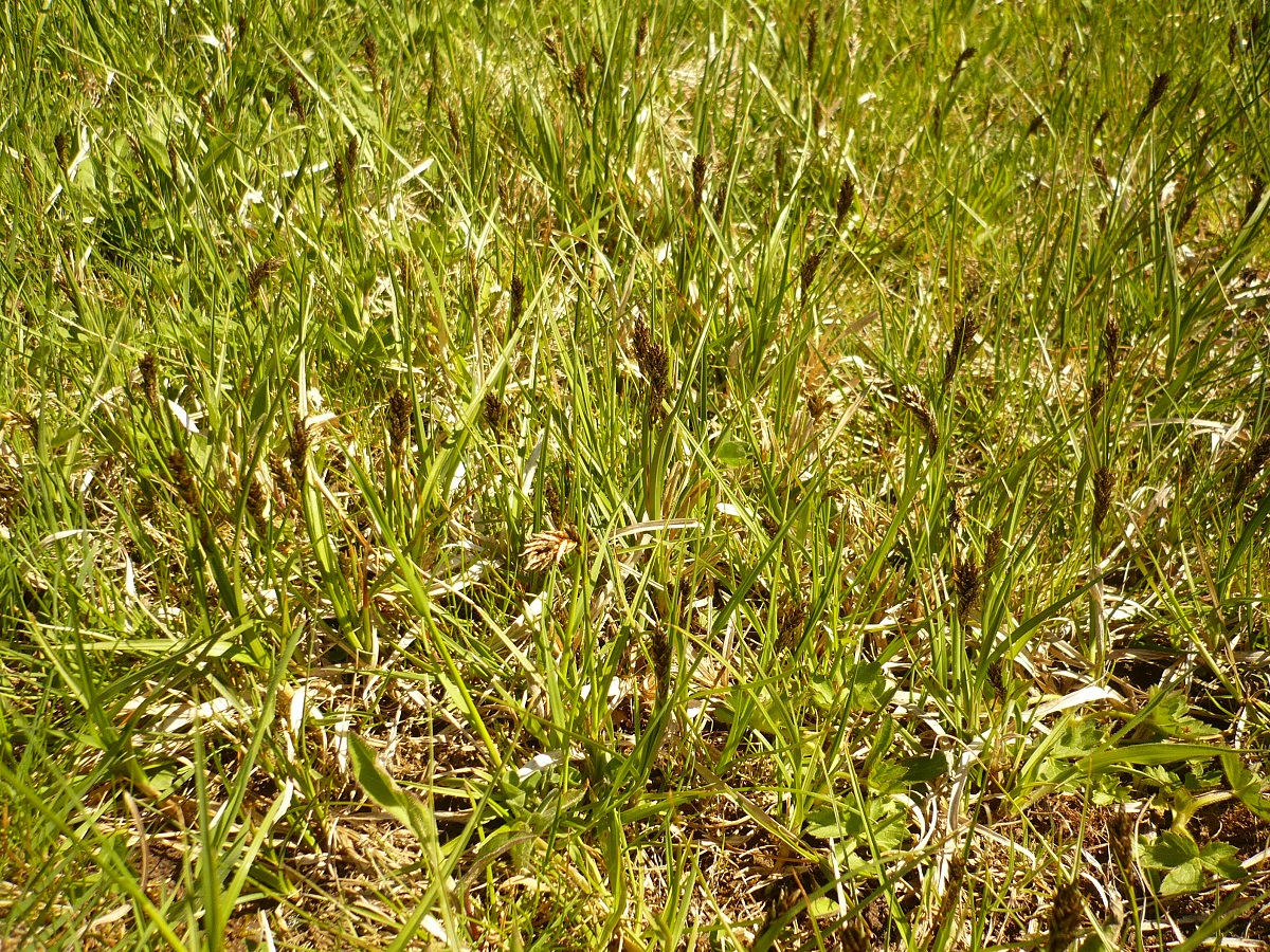 Carex disticha (Cyperaceae)